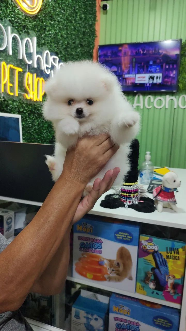 Spitz alemão femea - Foto 2