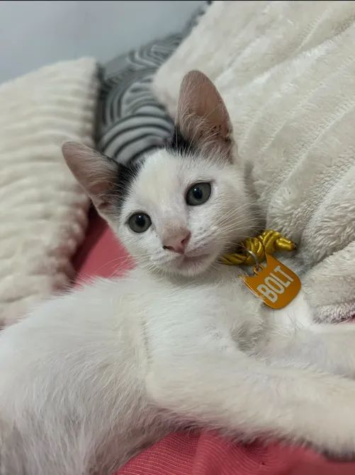 pet - Foto 3