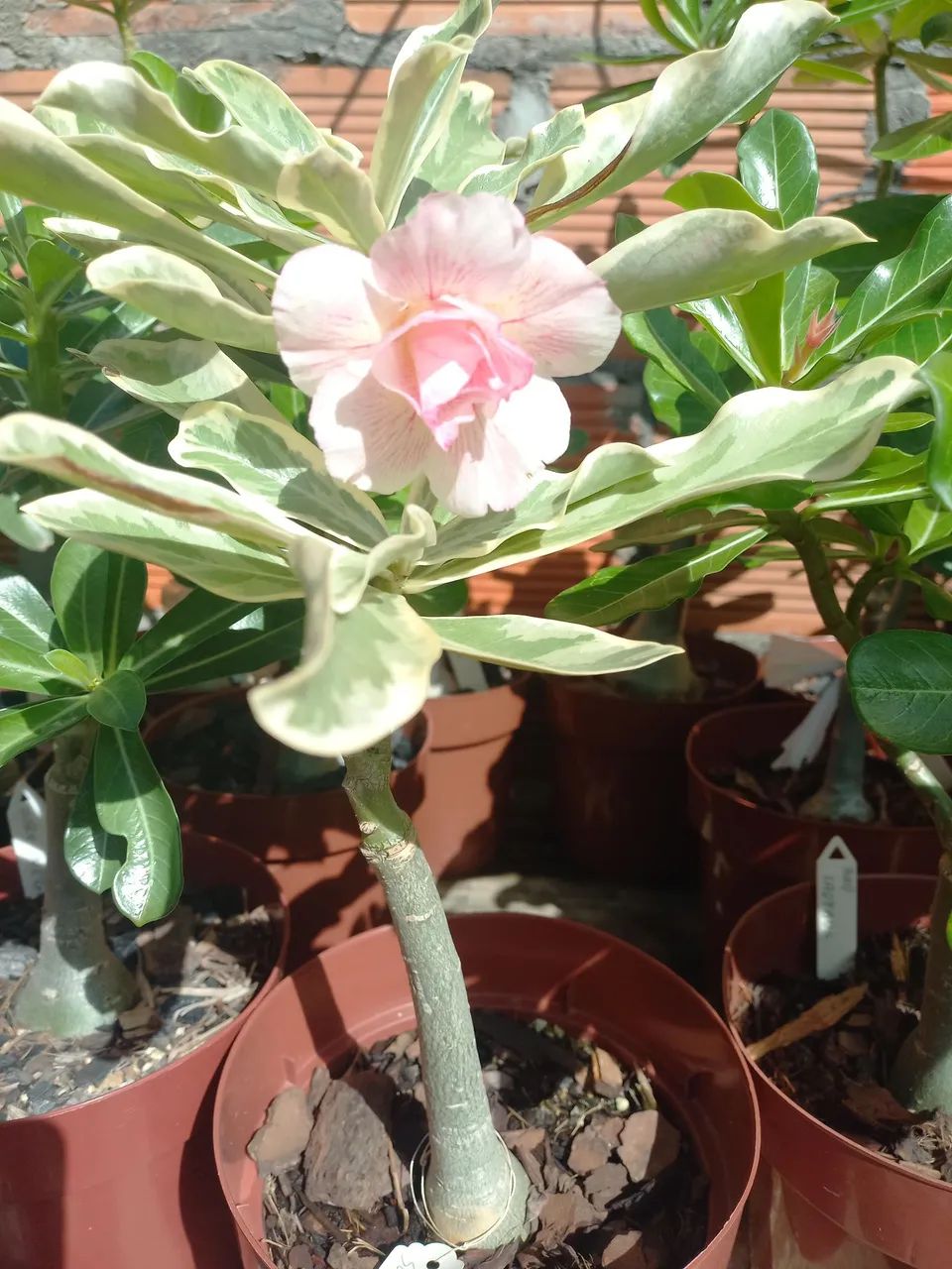 Vende rosa do deserto exertada várias cores  - Foto 2
