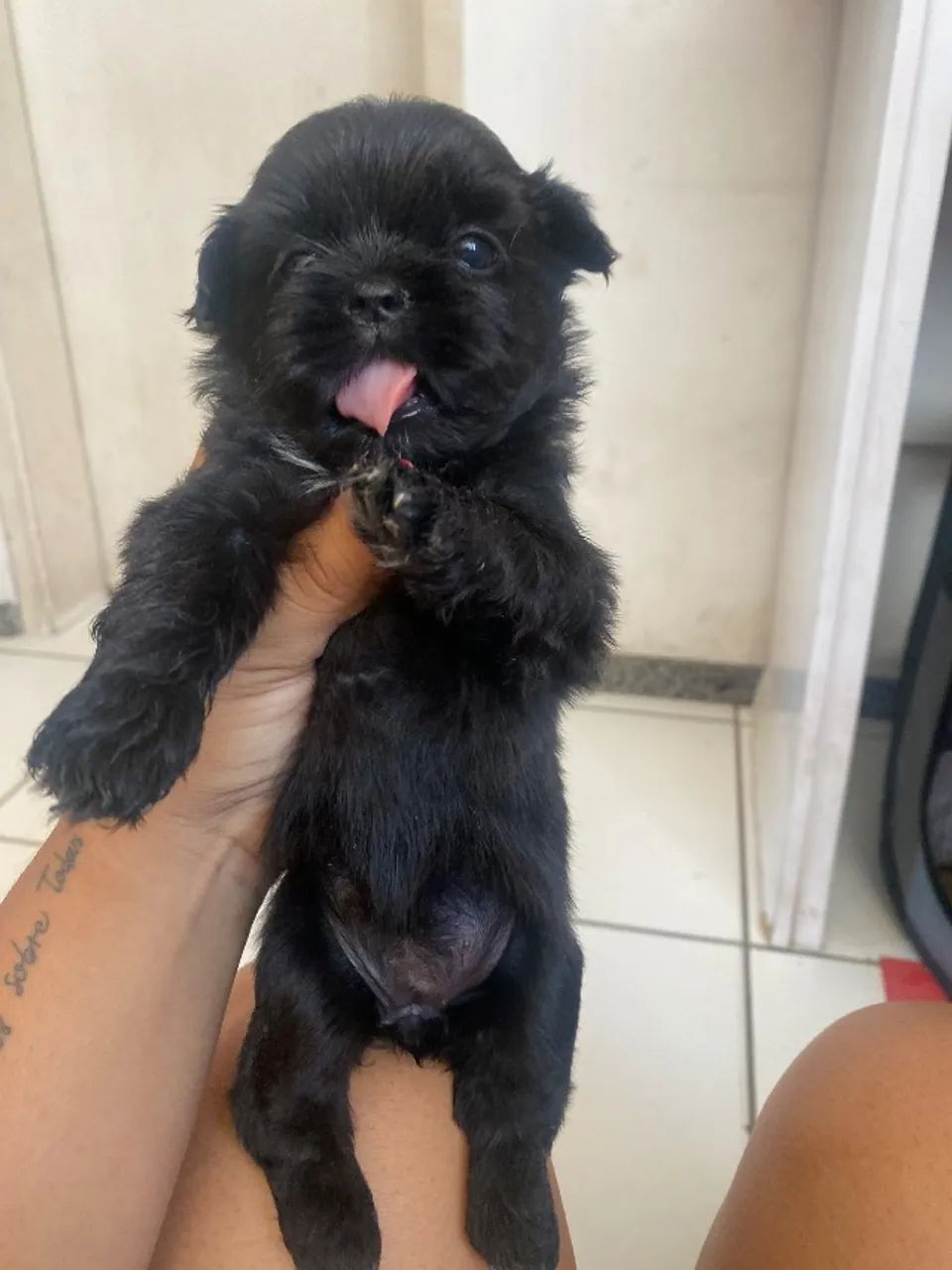 Cachorro  - Foto 3