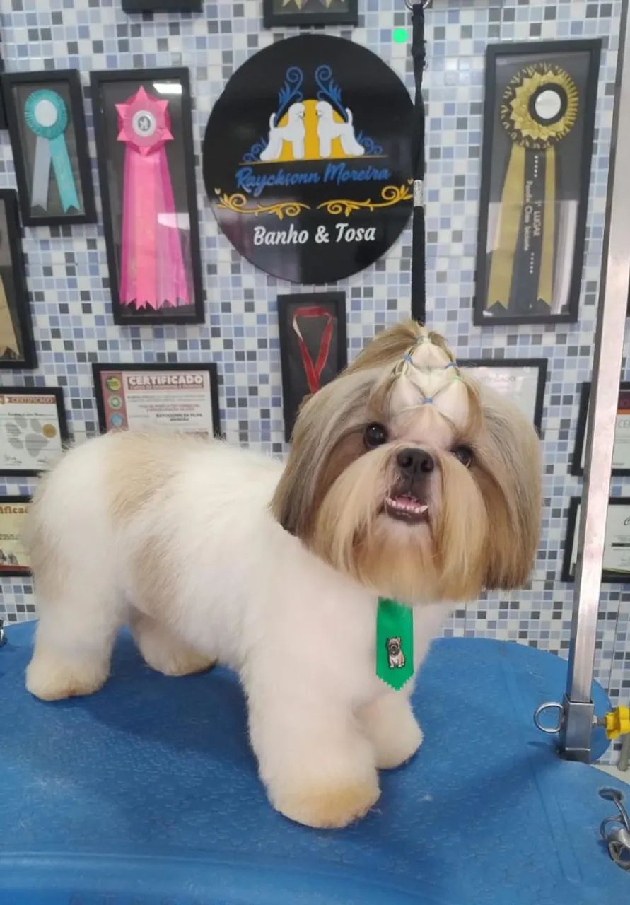 Filhote de Shitzu com Lhasa Apso  - Foto 2