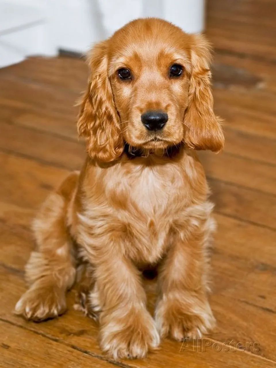 Bebês de Cocker disponíveis  - Foto 4