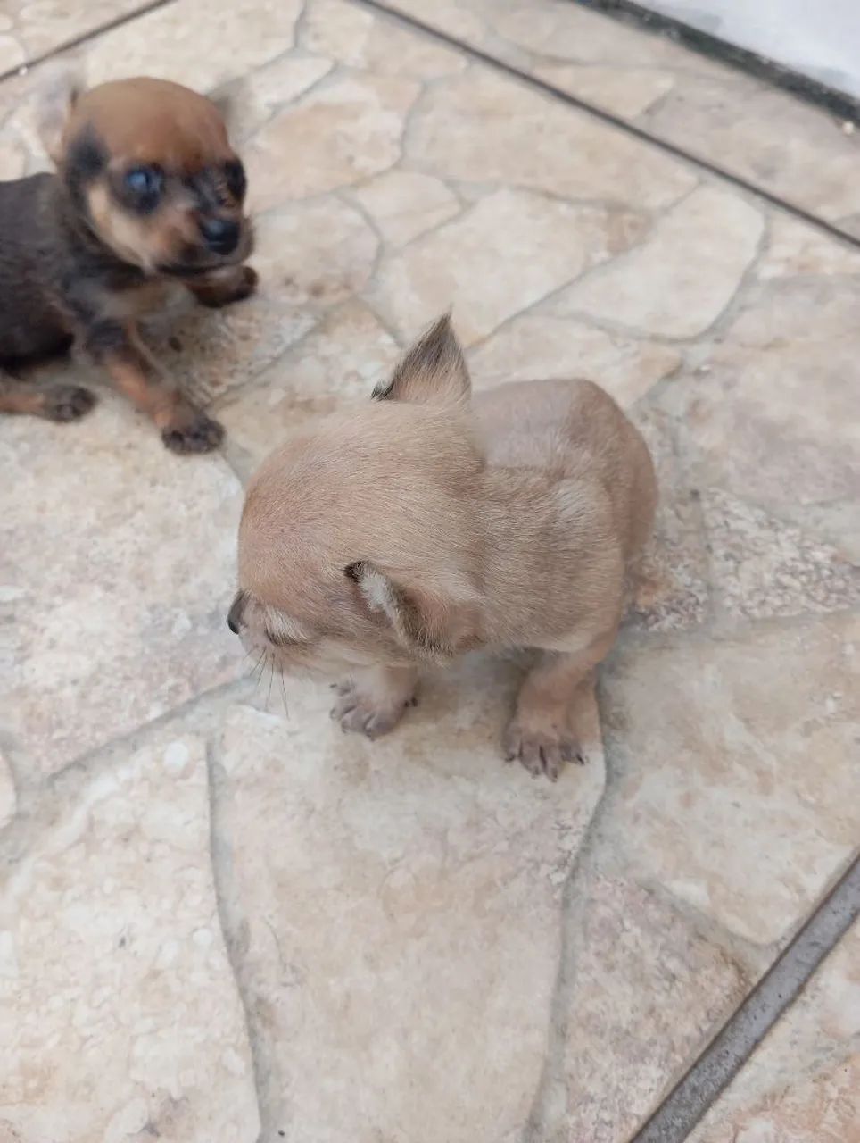 Pinscher N 1  - Foto 2
