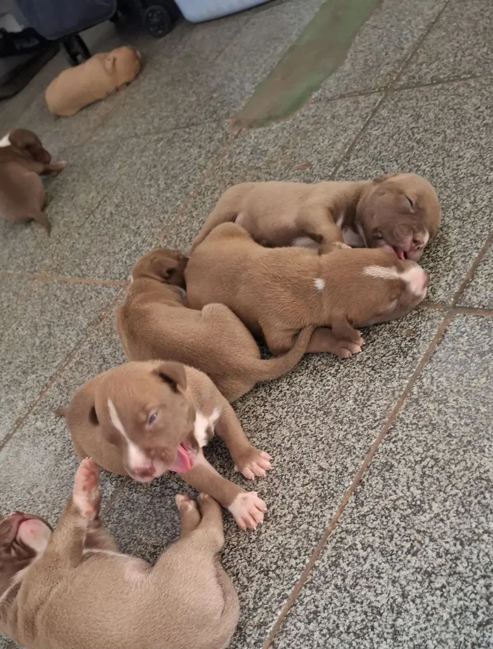 Cachorro - Foto 4
