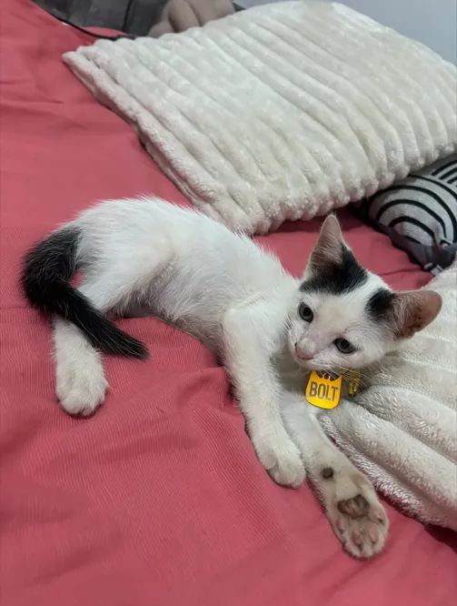pet - Foto 2