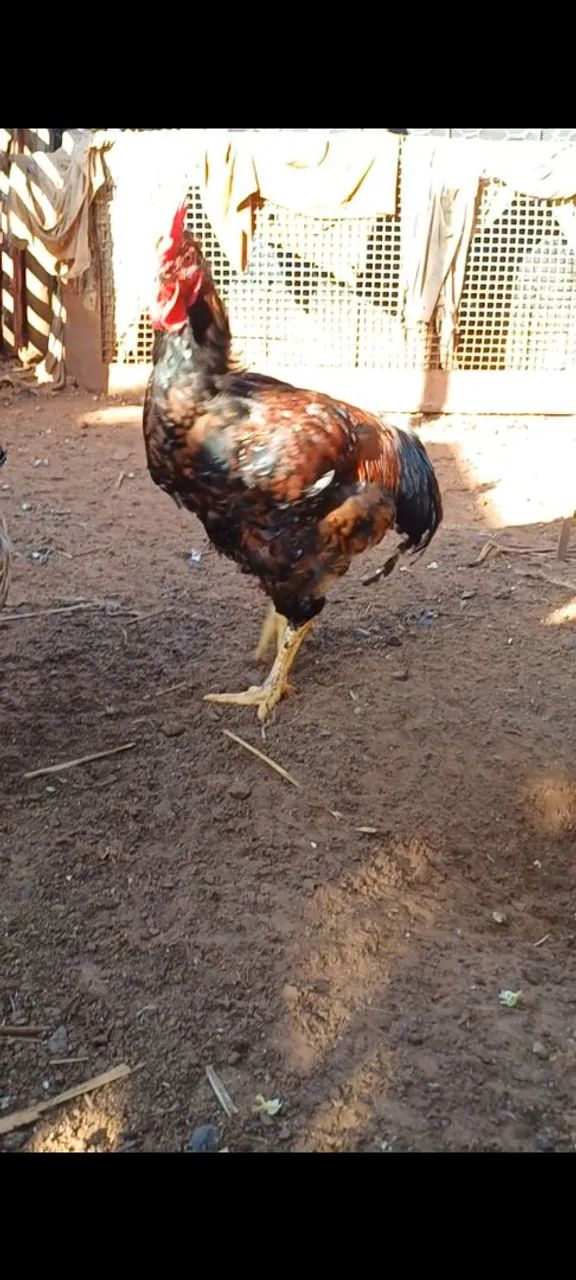 Frangos balão não entrego retirar no local - Foto 6