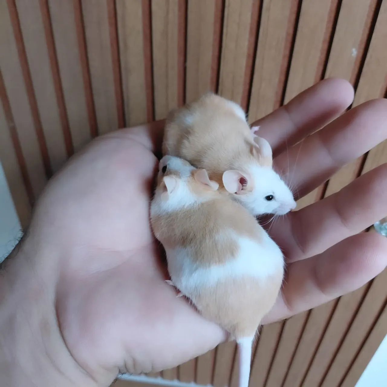 Rats/Mice415081865980170242