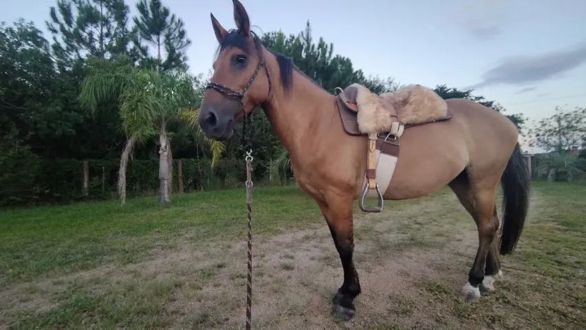 Égua guateada, excelente andadura, mansa para criança.  - Foto 5