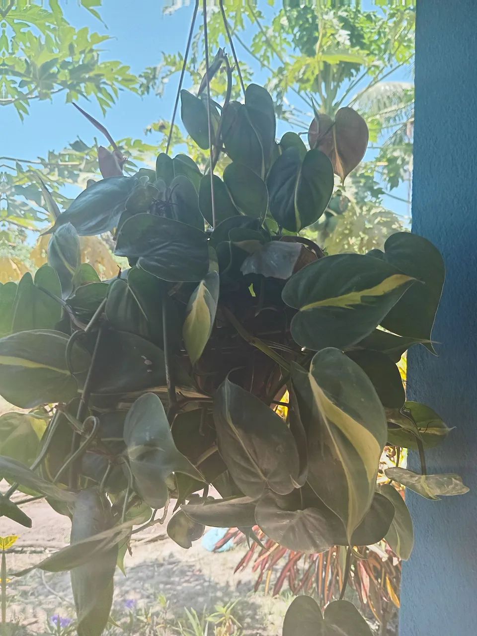 Plantas  - Foto 3