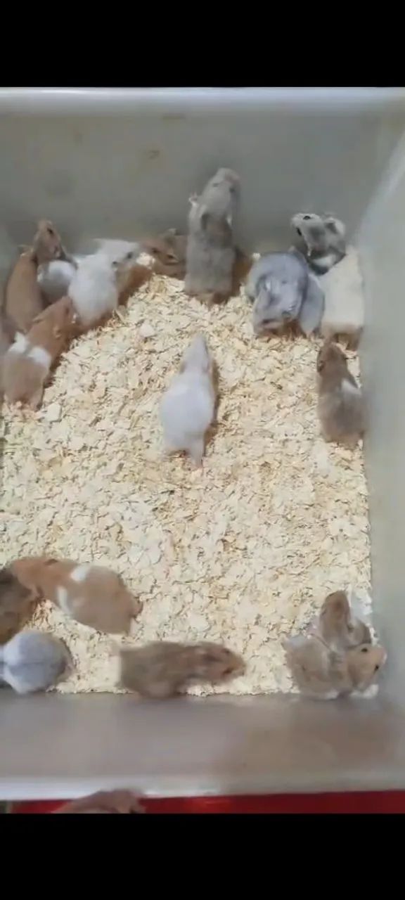 Hamster angorá  - Foto 2