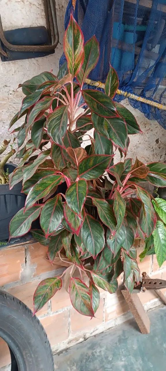 Plantas