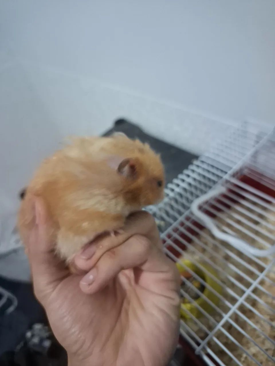Vendo hamster raça sirio - Foto 2