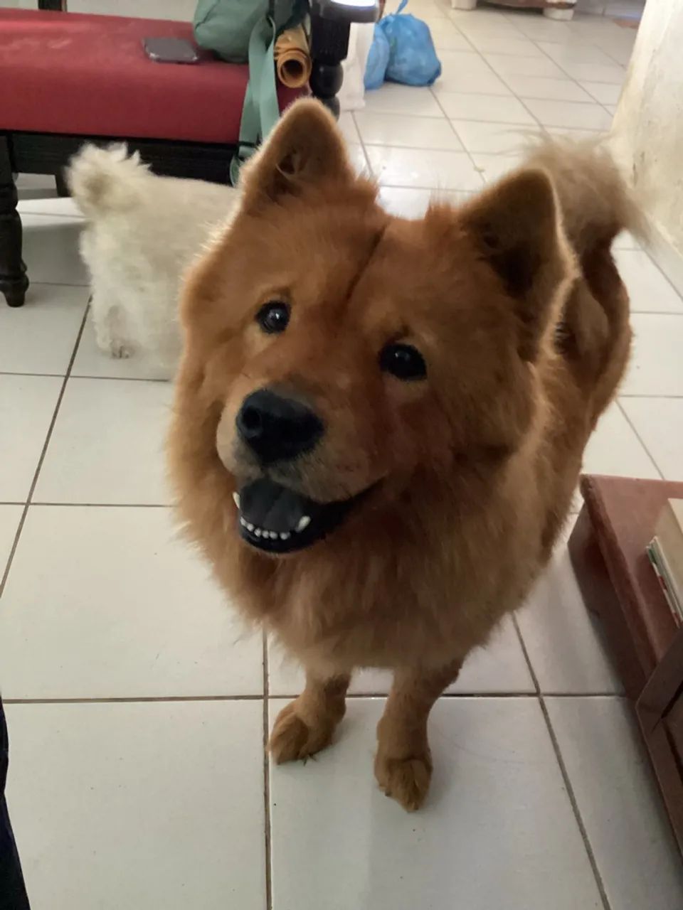Filhotes de Chow Chow disponíveis 2200 - Foto 2
