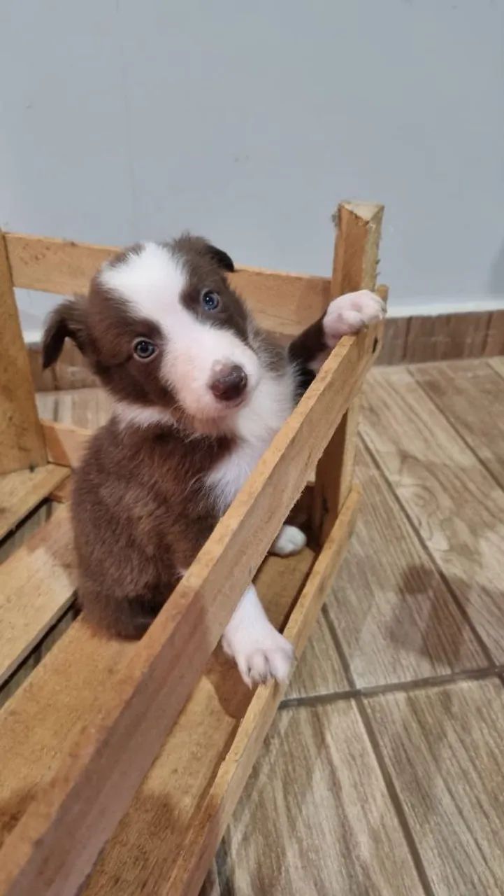 Border Collie  - Foto 3