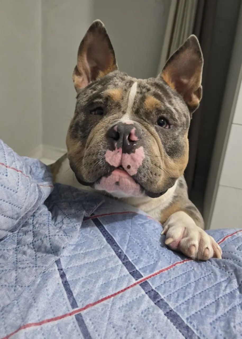 Cobertura Exotic Bully - Tri Blue Merle