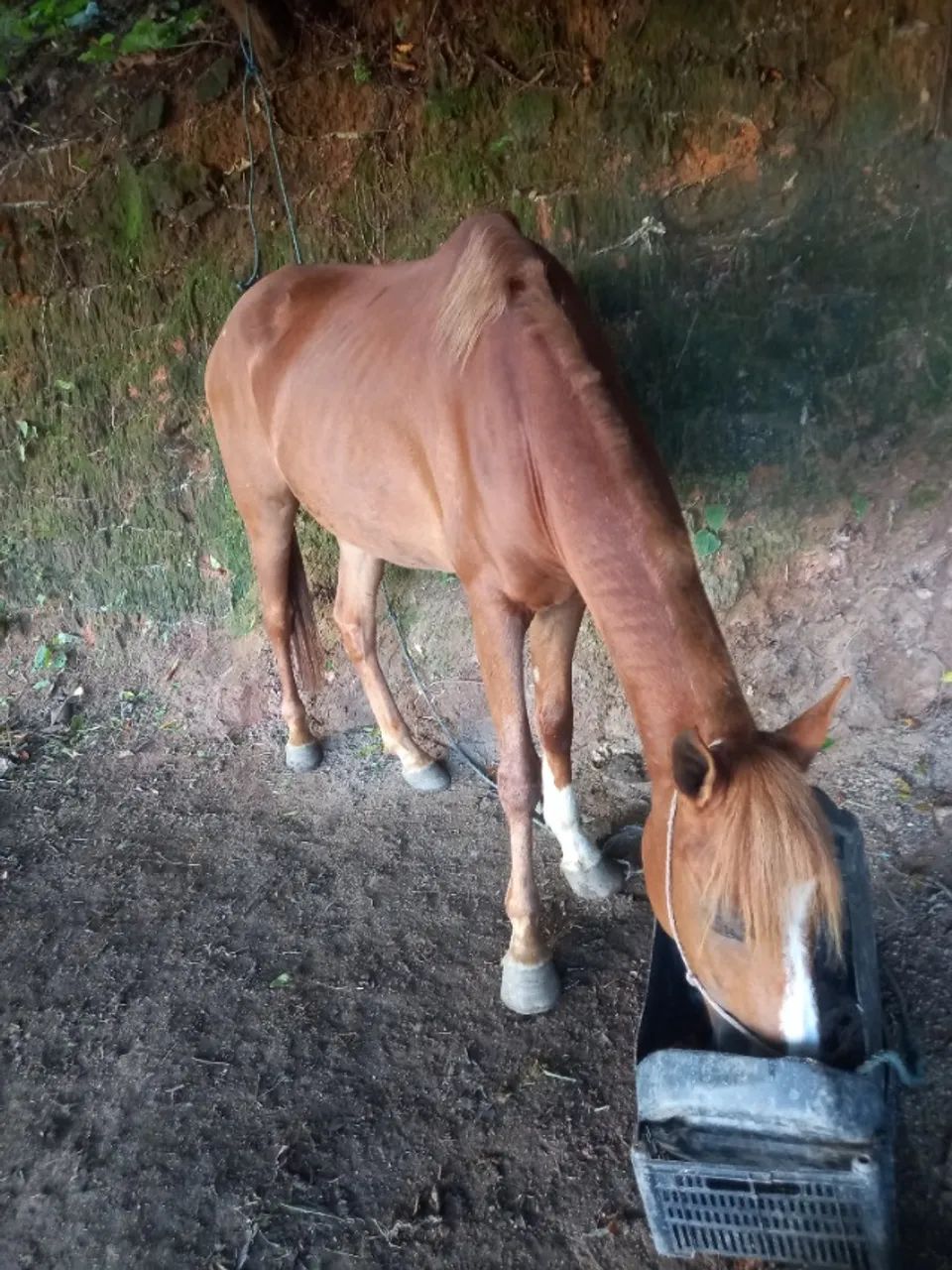 Cavalo