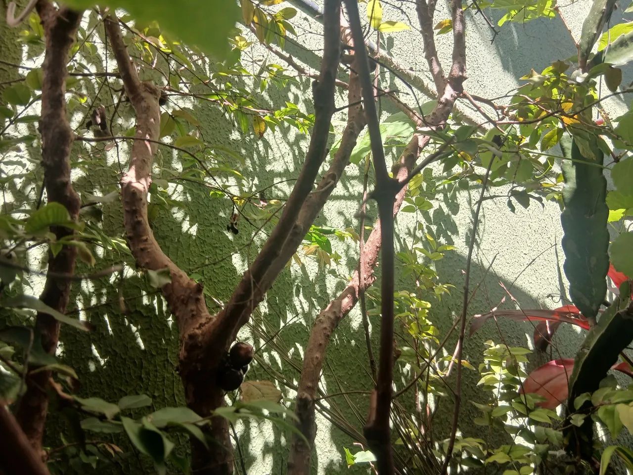Pe de jabuticaba  - Foto 3