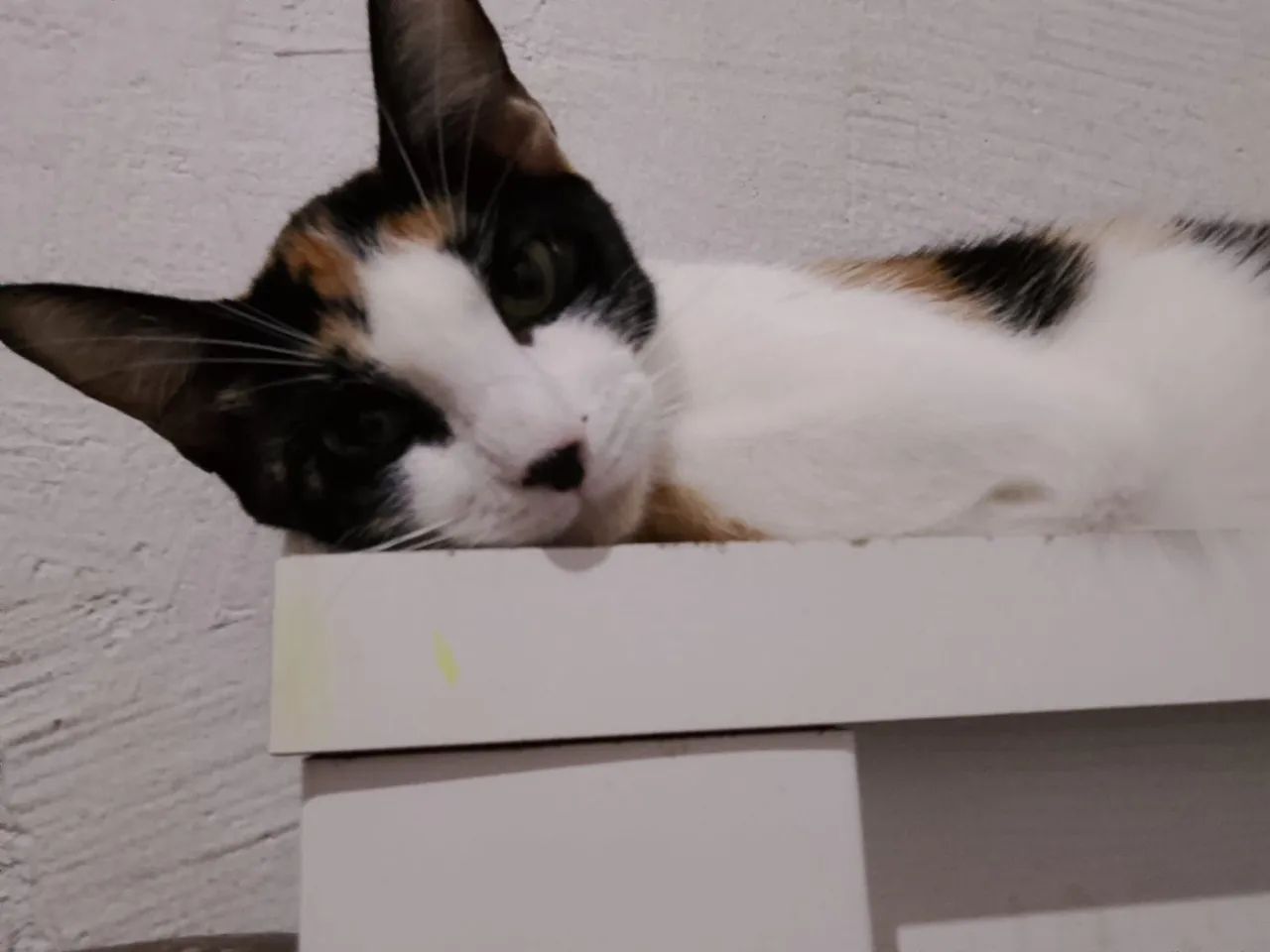 Doação de gatos 