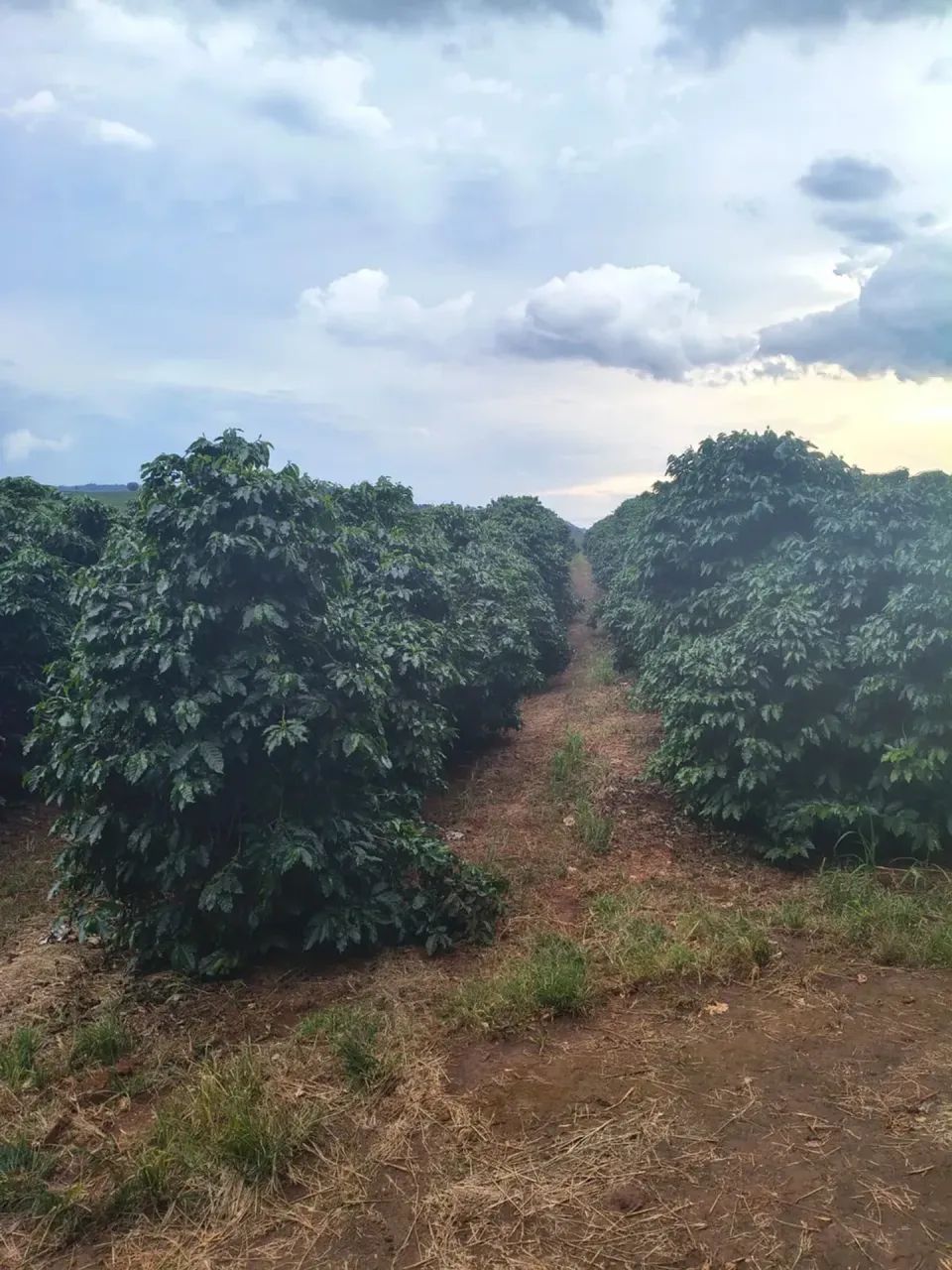 75 mil pés de café mecanizados