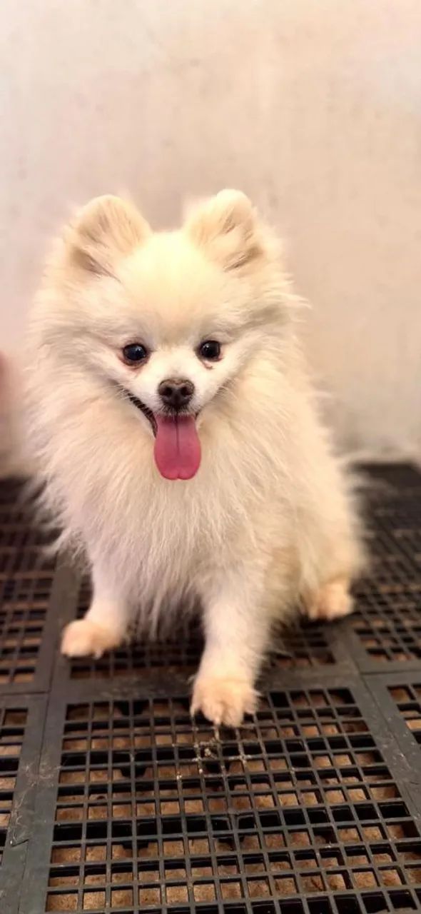 Spitz alemão machos  - Foto 2