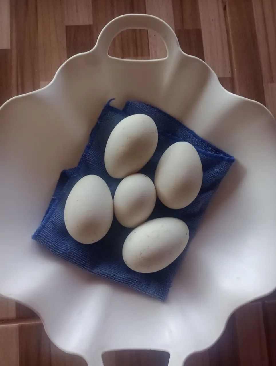 Ovos férteis de gansa sinaleiro 