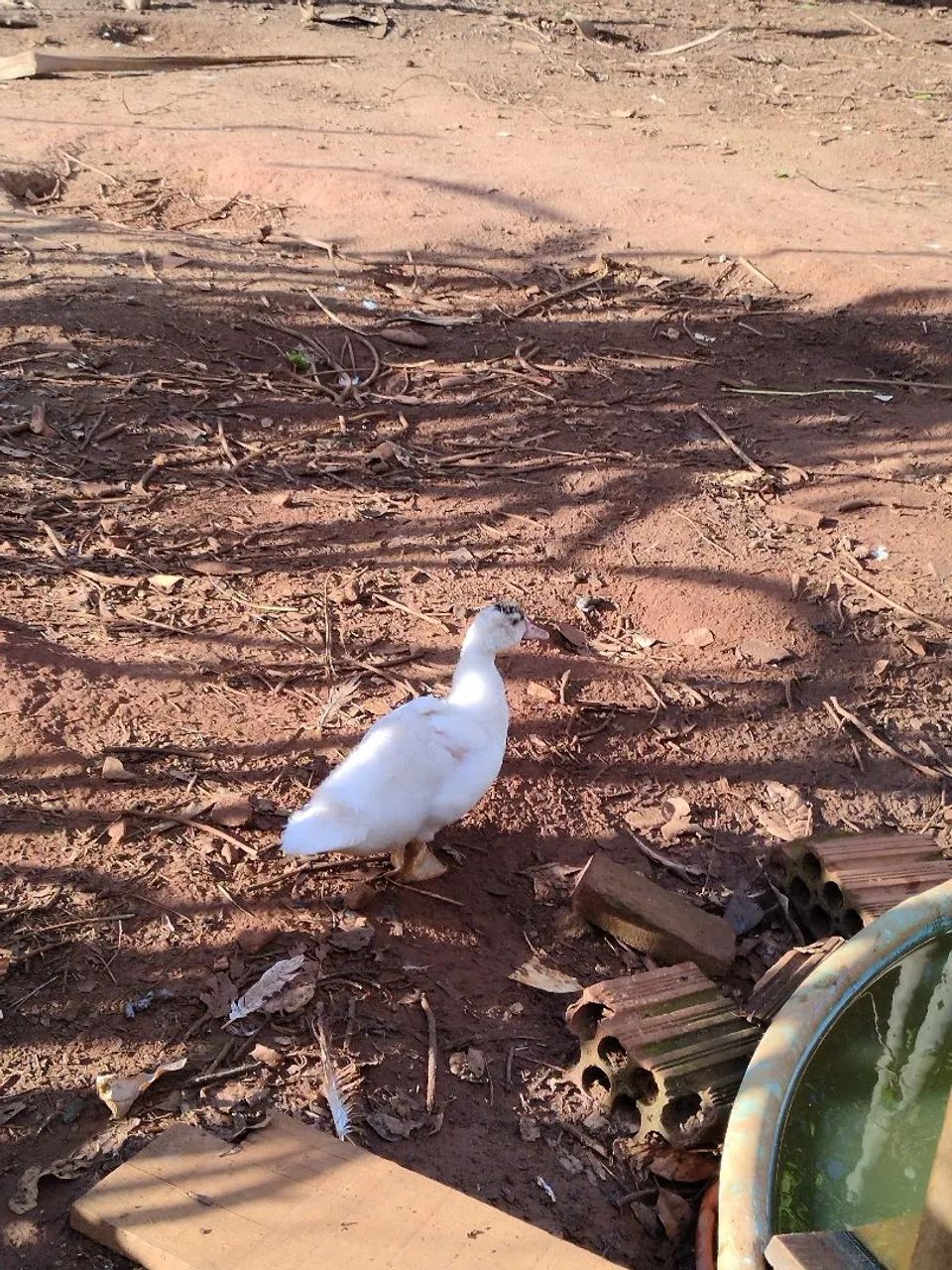 Vende-se galinhas, frangos, pintinhos, angolas e patos - Foto 4