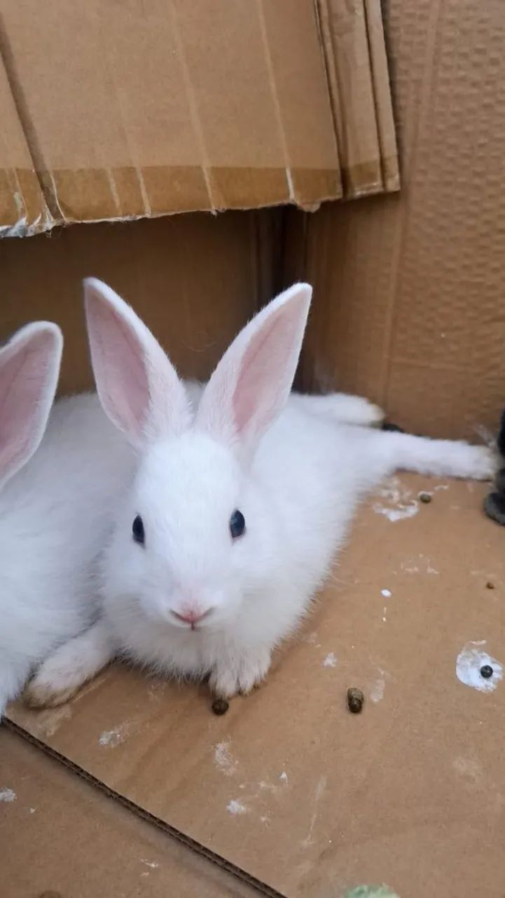 Coelhos - Foto 2