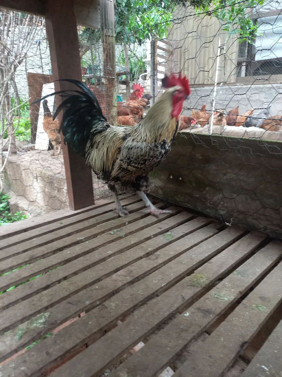 Frango 