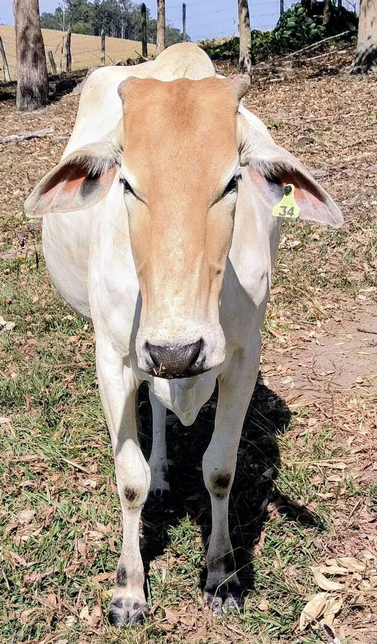 5 Novilhas prenhas de touro nelore  - Foto 2