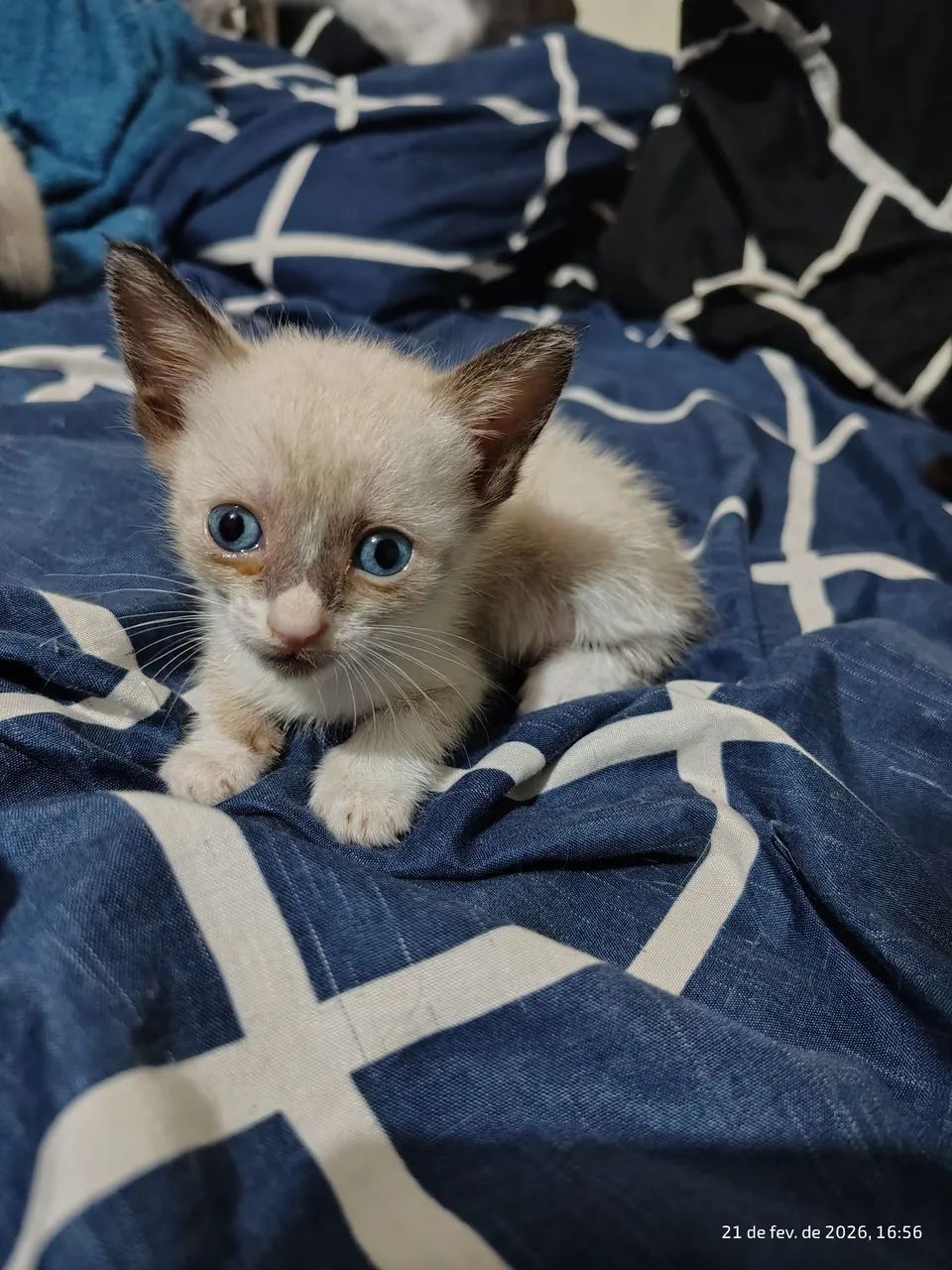 Doação de gatos - Foto 5