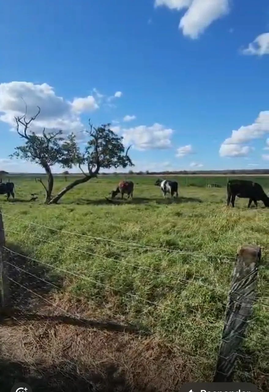 Sítio na região rural de Diamantino-MT - Foto 4