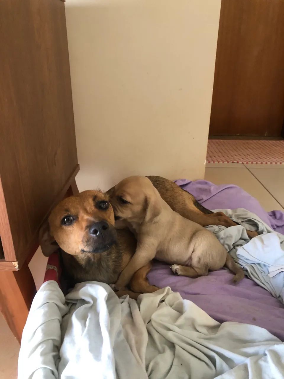 Adoção conjunta!! - Foto 2