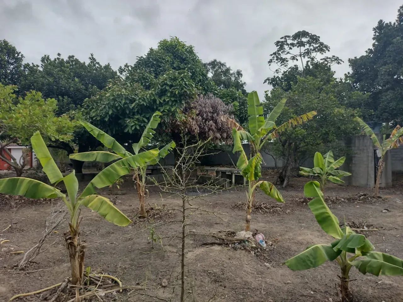 Oportunidade linda chácara, apenas 190 mil - Foto 5