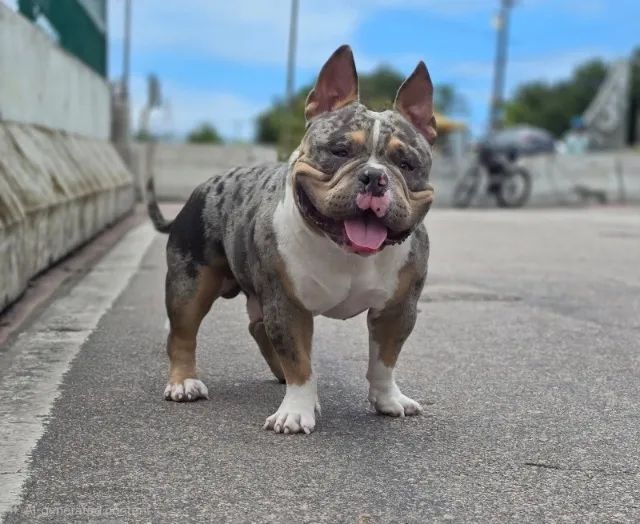 Cobertura American Bully - macho disponível
