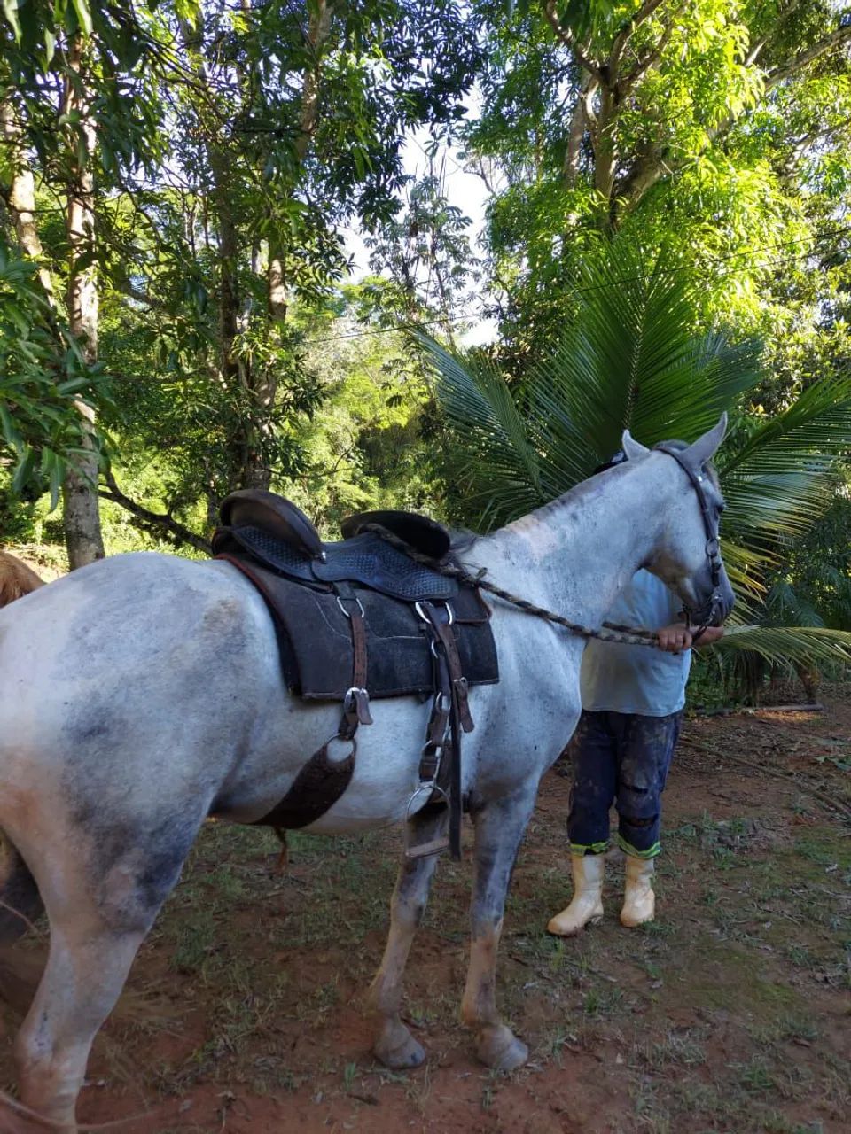 Vendo égua mangalarga 