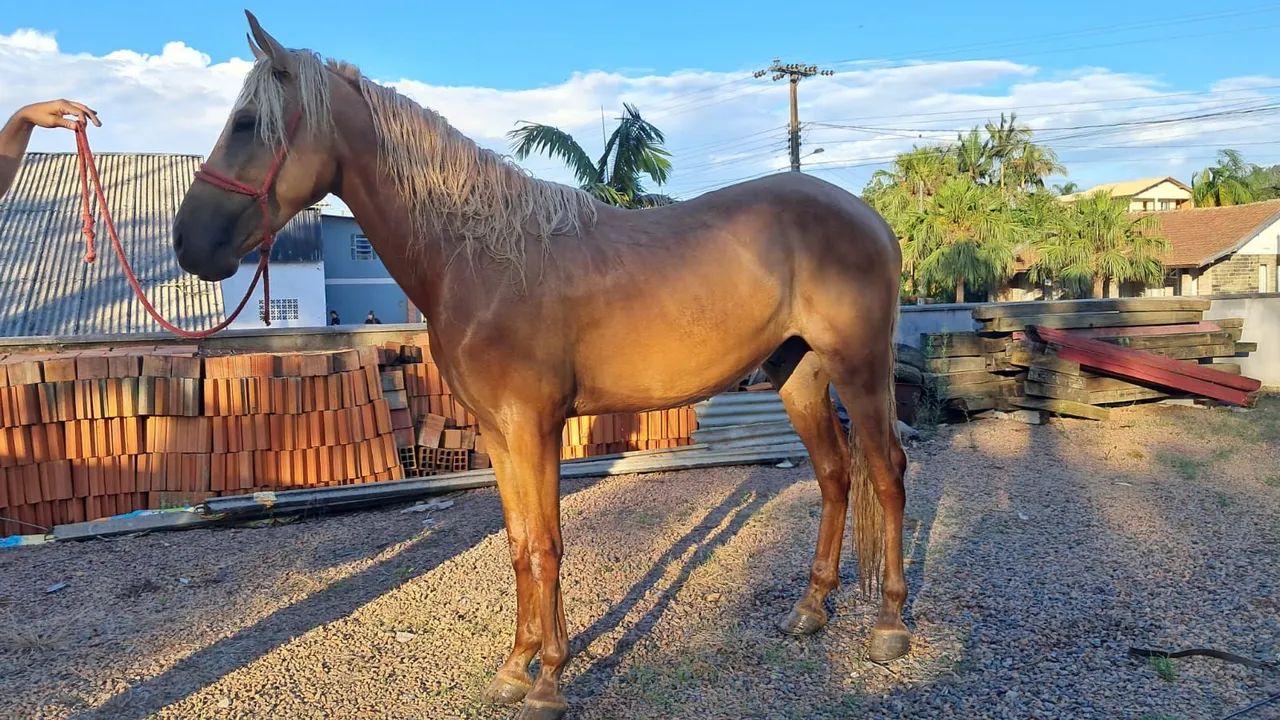 Cavalo - Foto 2