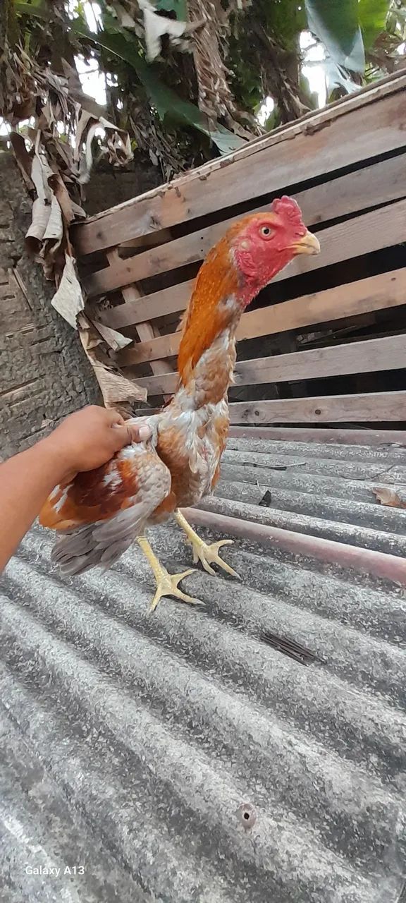 Galo carioca 