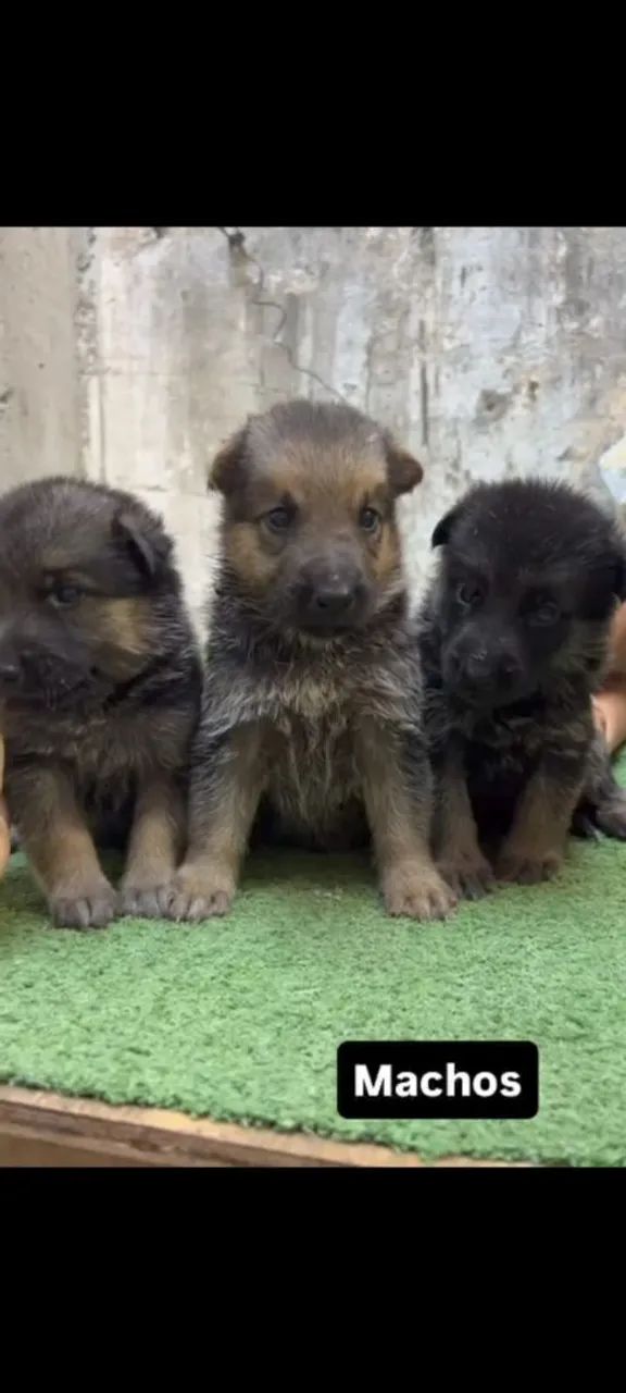 Cachorro  - Foto 4