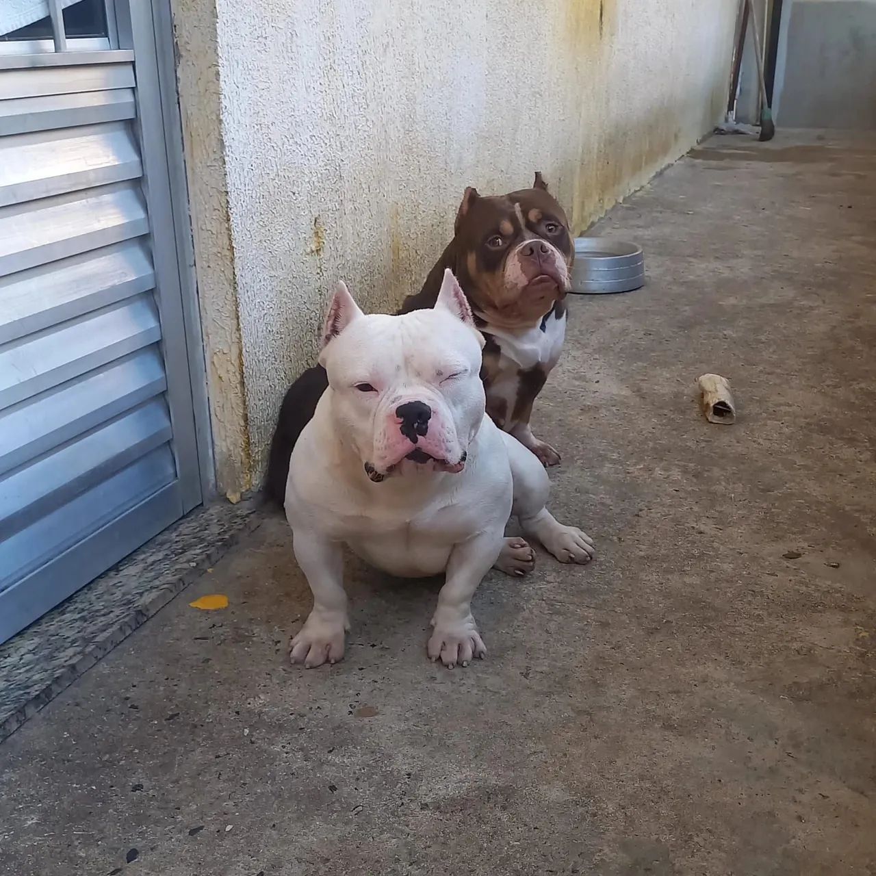 American bully micro  - Foto 2
