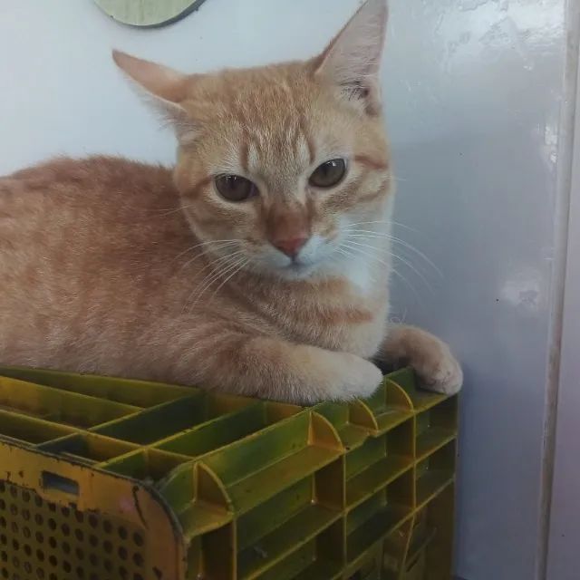 Adoção responsável - Salsicha - Foto 5