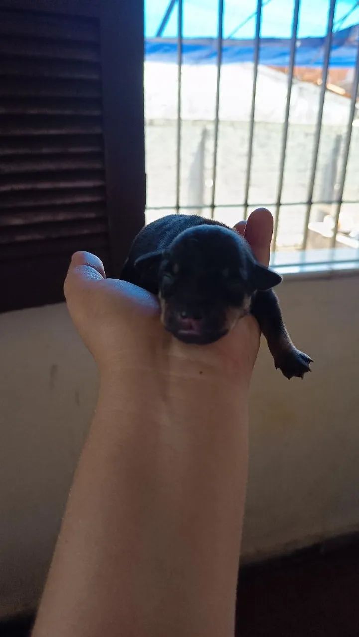 Pincher pai e mãe puro - Foto 4