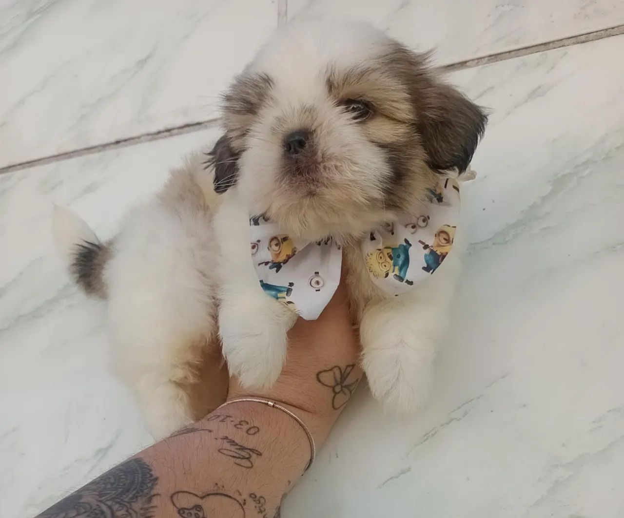 Shih Tzu Macho micro  - Foto 2