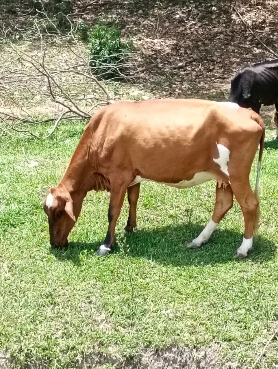 Vendo pacote 6 vacas e 1 touro - Foto 2