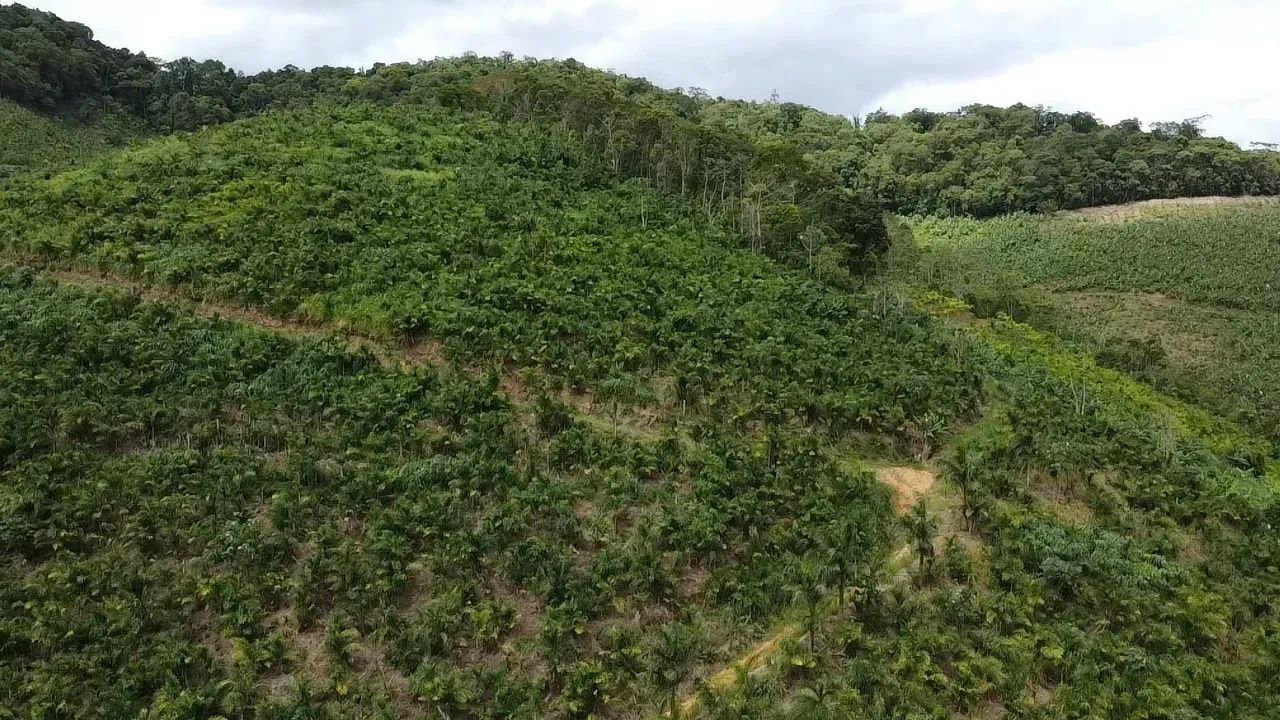sítio pupunha - Foto 2