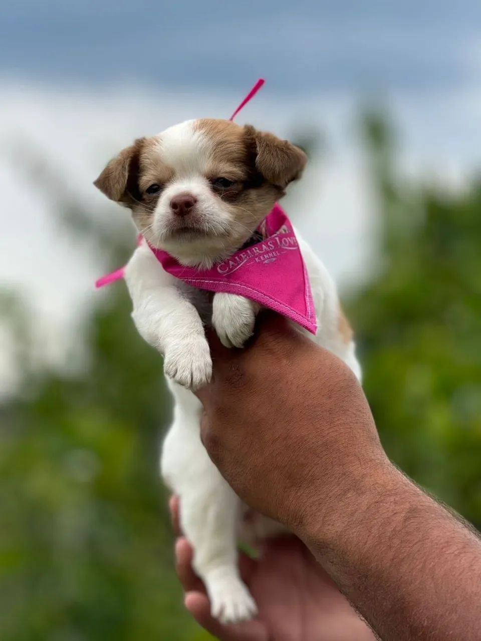 Chihuahua