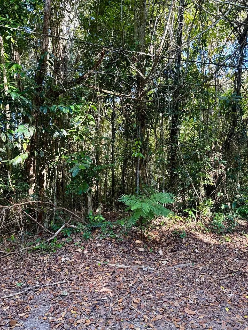 Terreno Arborizado Japara|Arraial dAjuda - Foto 3