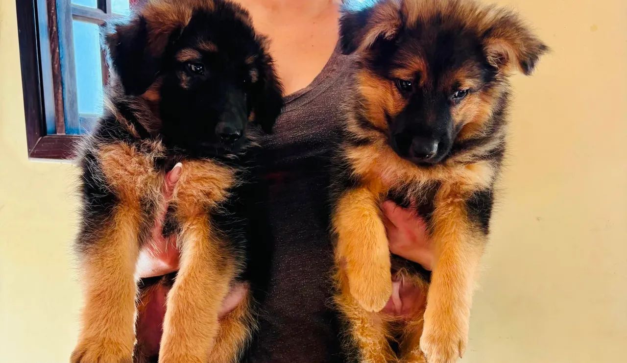 Pastor alemão pronta entrega 