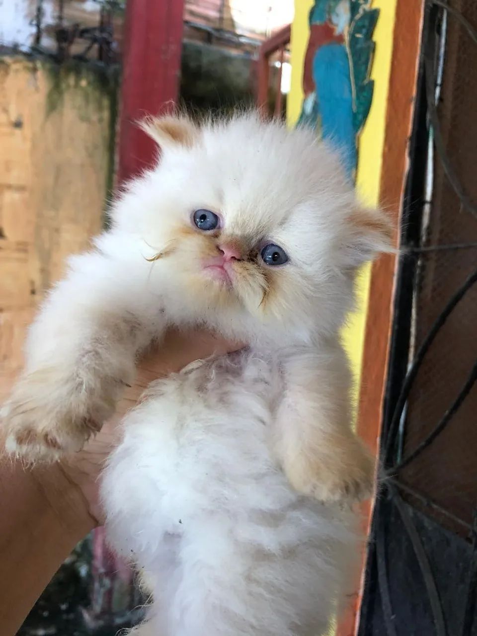 Gato Persa  - Foto 2