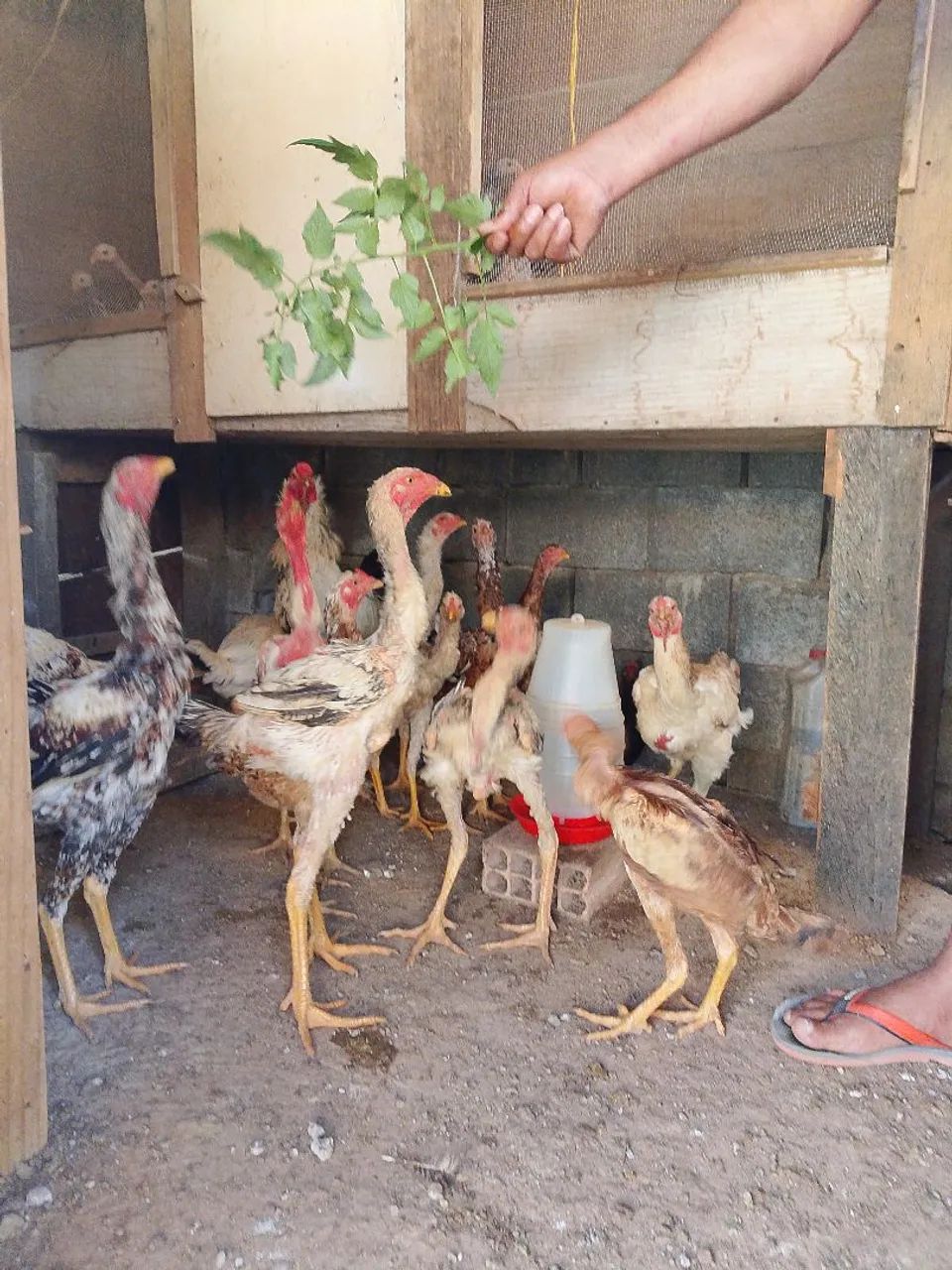 Frango índio  - Foto 4
