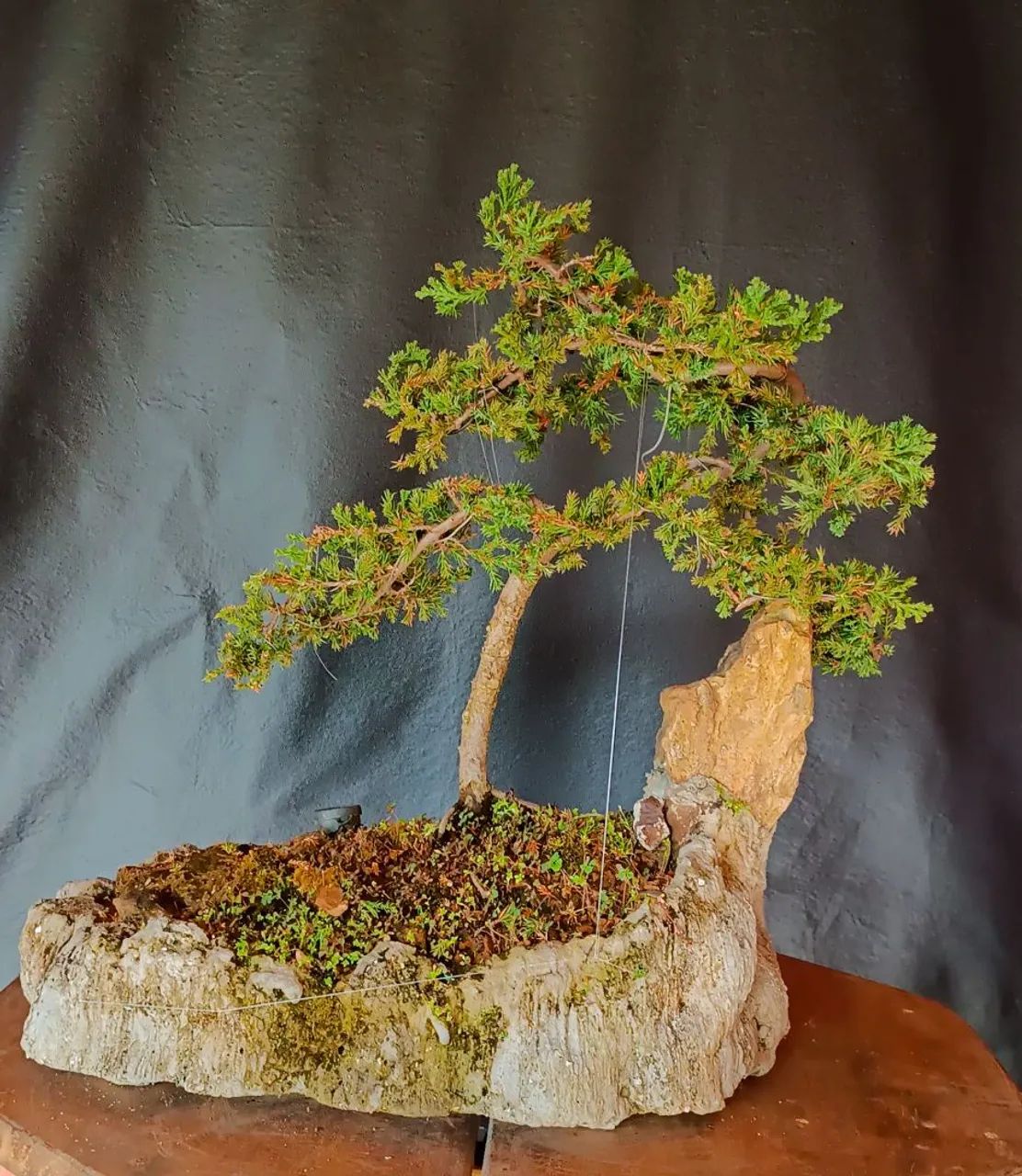 Lindo Bonsai de juniperus! - Foto 2